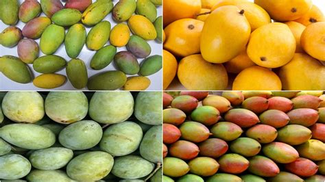 Food News | 6 Popular Varieties of Mangoes in India | 🍔 LatestLY