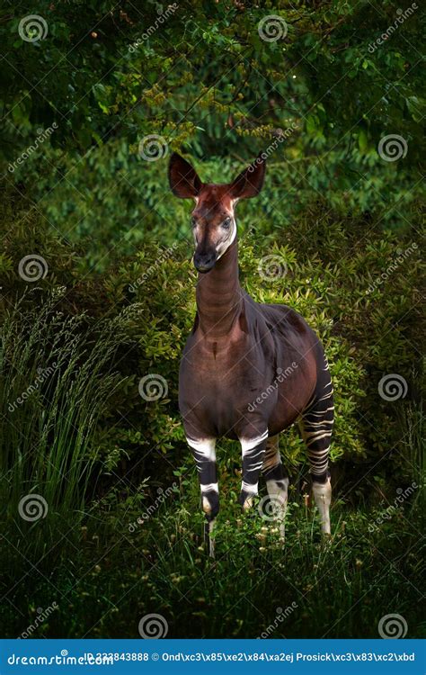 Okapi, Okapia Johnstoni, Brown Rare Forest Giraffe, in the Dark Green Forest Habitat. Big Animal ...