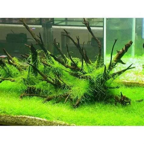 Aquarium Plants at Rs 30/piece | Kadam Tala | Howrah | ID: 3251388762