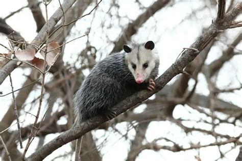 Are Opossums Dangerous? How Harmful Are These?