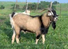 14 Kiko Goats ideas | kiko goats, goats, goat farming