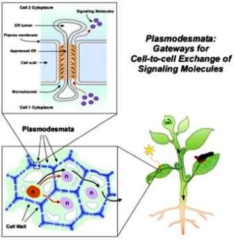 Function of Plasmodesmata