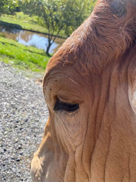 Brahman Cattle — Lording Estate