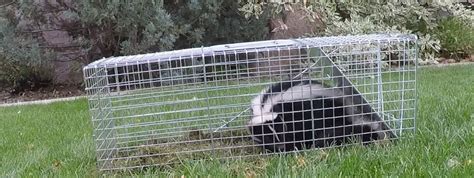 Skunk Trapping: How To Trap A Skunk