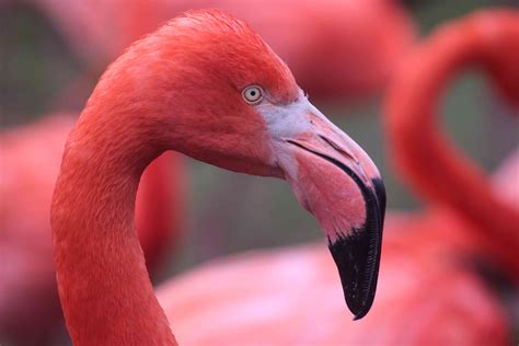 Flamingo Facts (Phoenicopterus)