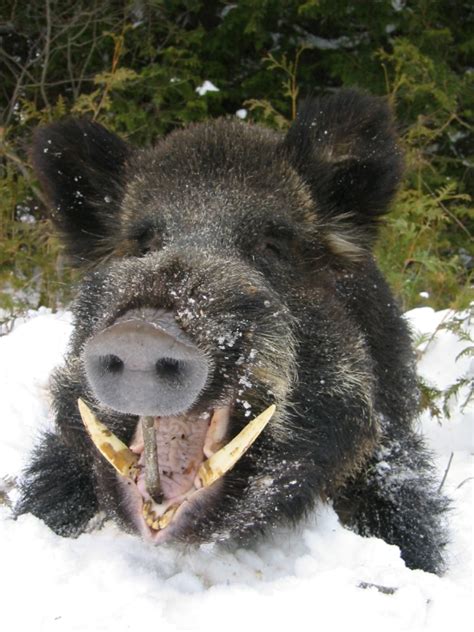 Hunting wild boar, real European, in Reserve ON Canada. Wild boar hunting