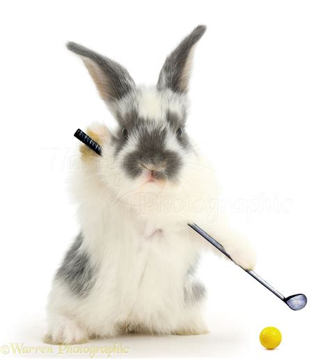 Bunnies Picture of Bunny Playing Golf, WP41472.