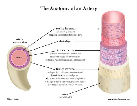 Blood Vessel Anatomy (Advanced*)