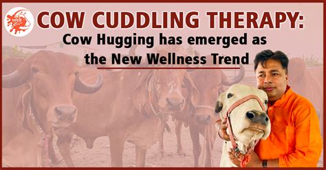 Cow Cuddling Therapy: A New Wellness Trend in Demand