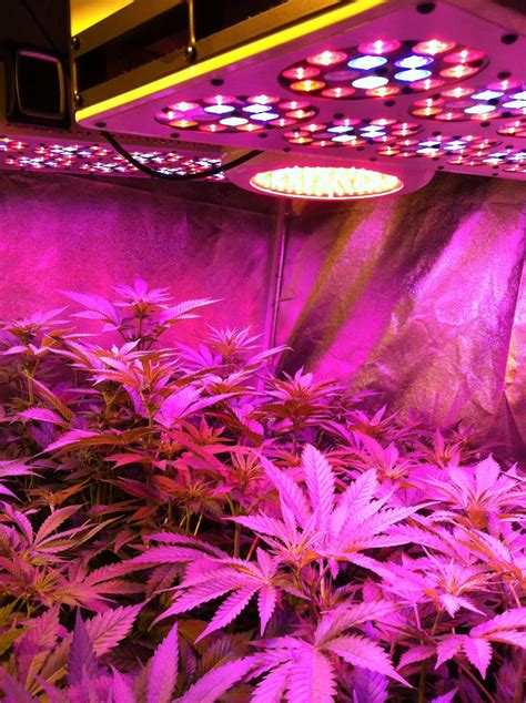 Which LED Grow Lights Are Best for Growing Cannabis? | Grow Weed Easy