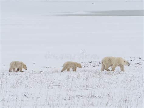 Arctic polar fox stock photo. Image of frozen, freedom - 105213990