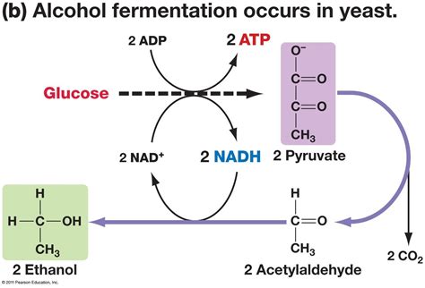 Fermentation