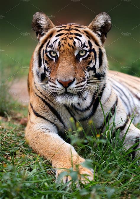 Bengal tiger close up | Bengal tiger, Tiger, Tiger pictures