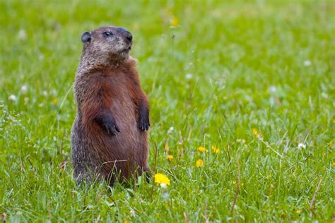 Groundhog Facts, Pictures & Information: Woodchuck / Marmota monax