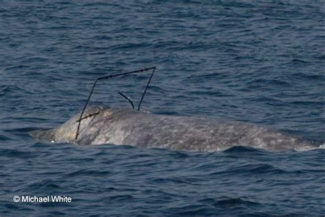 Whale Entanglement Team - Marine Life Studies