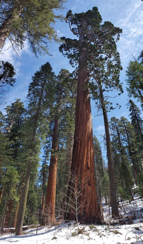 Giant Sequoia Trees