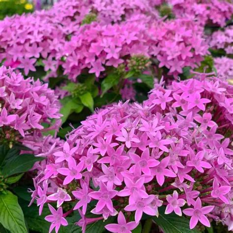 Pentas Plant: How To Care For Pentas Flower