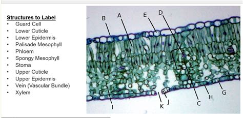 structures to label guard cell lower cuticle lower epidermis palisade mesophyll phloem spongy ...