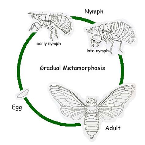 Life Cycle Of The Cicada