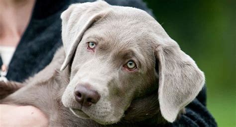 Silver Lab Facts And Fun - Is This Your New Perfect Puppy?