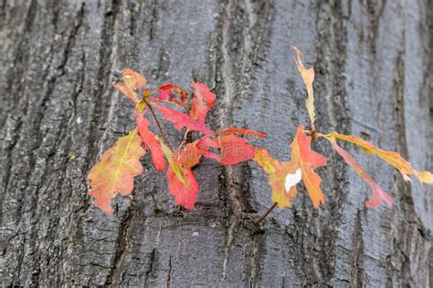 The Dark Bark of this Oak Tree Provided an Excellent Backdrop for the Deep Red and Orange Autumn ...