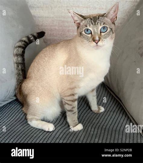 Tabby point Siamese cat Stock Photo - Alamy