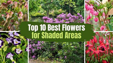 Top 10 Best Flowers for Shaded Areas 🌻🌹 - GardenInBloom.com