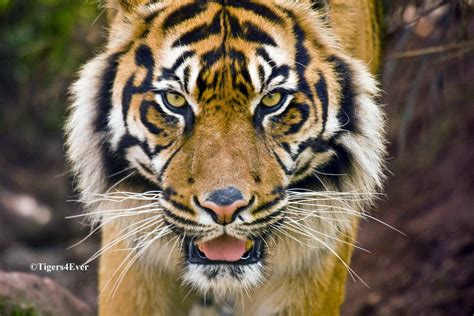 Sumatran Tiger | Tigers4Ever Giving wild tigers a wild future