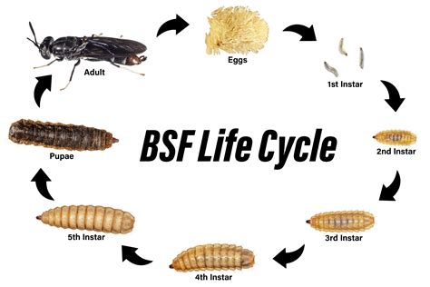 Black Soldier Fly Life Cycle