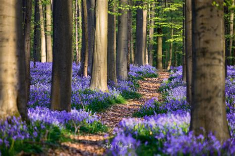 Spring Forest Flowers Wallpapers - Wallpaper Cave