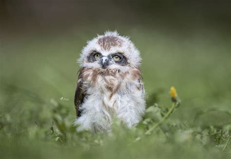 Baby Animal Owlet Wallpaper - Resolution:2000x1376 - ID:1165222 - wallha.com