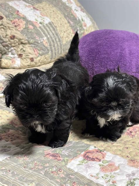 Shih-Tzu Puppies | PetClassifieds.com