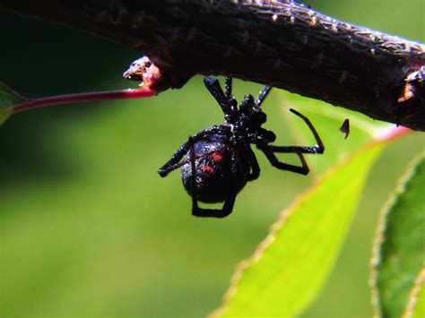 Black Widow Spider Facts : Biological Science Picture Directory – Pulpbits.net