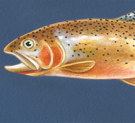 Cutthroat Trout Fly Fishing Art Montana Fishing Art 8 X 10 - Etsy