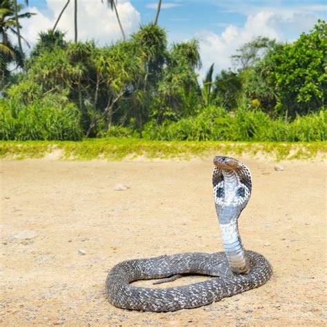 Habitat and Other Facts About the Majestic and Scary King Cobras