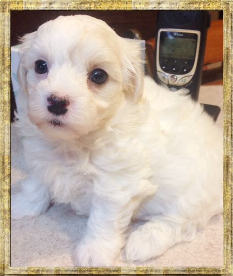 Malti-Poo Puppies from the past - Malti-Poos, Maltese & CavaMalts