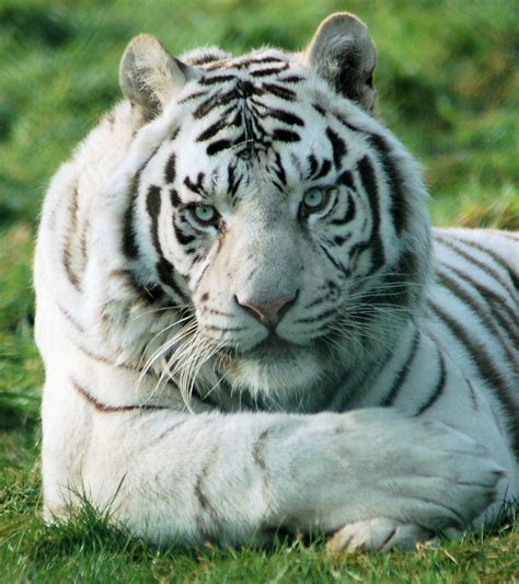 white bengal tiger | ZooChat