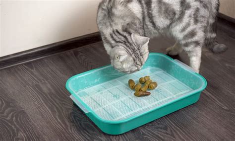 Cat Poop: Everything You've Ever Wanted to Know - Wiki Point