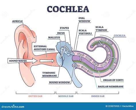 Ear Cochlea Diagram