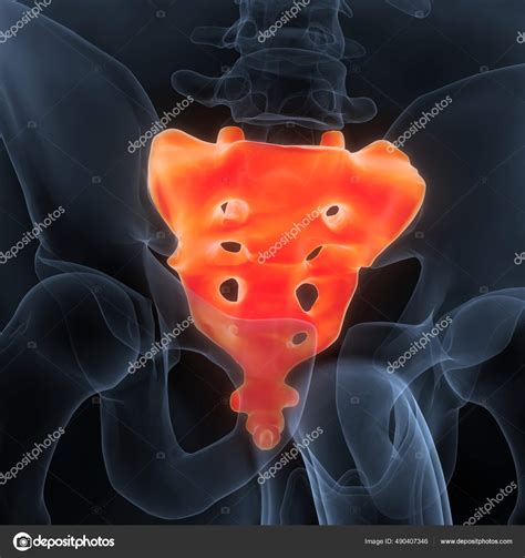 Human Skeleton System Sacrum Bone Anatomy Stock Photo by ©magicmine 490407346