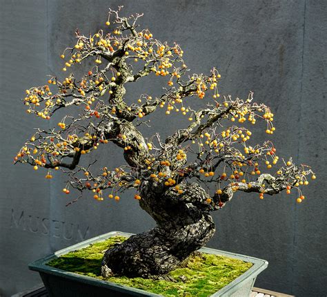 History Of Bonsai Trees | Bonsai Tree Gardener