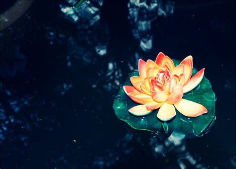 lotus by evelinmystery on DeviantArt