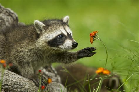 28 Cute Raccoon Pics You Need In Your Life | Reader’s Digest