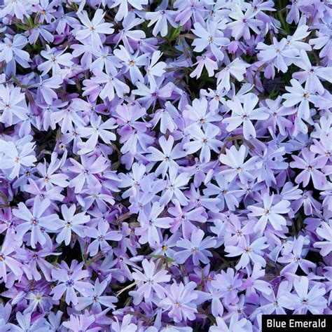 Emerald Blue Creeping Phlox: Ground Covers from Gurney's