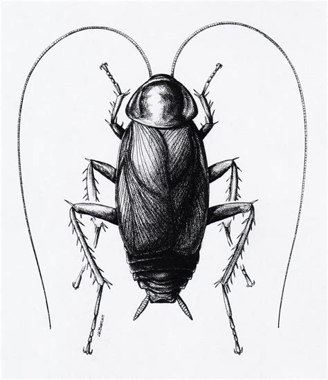 Cockroaches - Insect Drawings