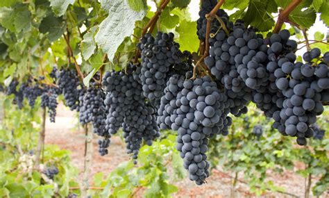 Everything You Need to Know About Growing Grapes for Wine - Churchill Manor