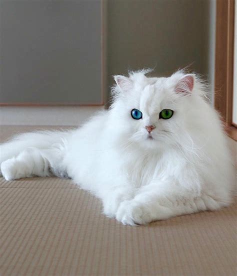 Rare blue and green eyes Persian cat | Persian cat white, Cat with blue ...