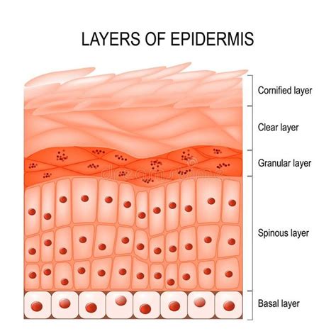 Layers of epidermis vector illustration | Epidermis, Skin anatomy, Skin cells