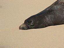 Hawaiian monk seal - Wikipedia