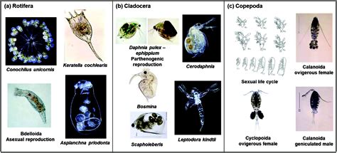 Freshwater Zooplankton Identification Guide